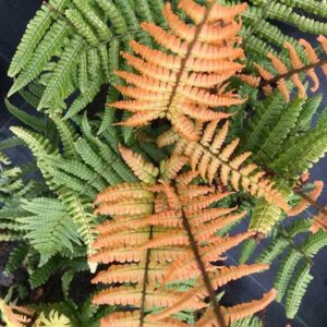 Hardy Fern Dryopteris Jurassic Gold (Golden Wood Fern) LARGE Plug Plants Pack x6