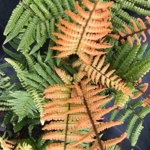 Hardy Fern Dryopteris Jurassic Gold (Golden Wood Fern) LARGE Plug Plants Pack x6