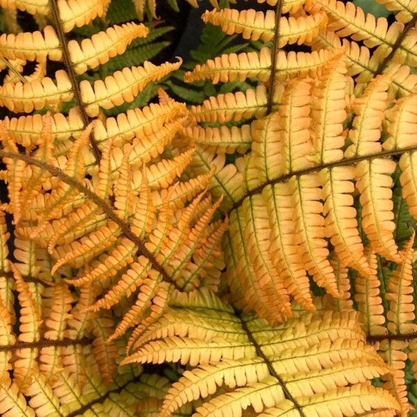 Hardy Fern Dryopteris Jurassic Gold (Golden Wood Fern) LARGE Plug Plants Pack x6