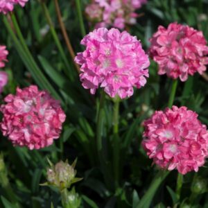 Armeria Dreameria® Pseudarmeria 'Daydream' Perennial Plug Plants Pack x6