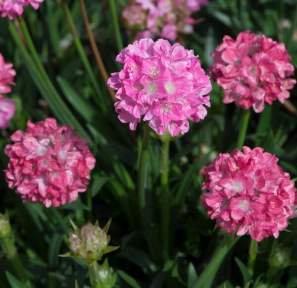 Armeria Dreameria® Pseudarmeria 'Daydream' Perennial Plug Plants Pack x6