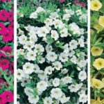 Calibrachoa Trailing Million Bells Petunia Mixed Colours Plug Plants Pack x12