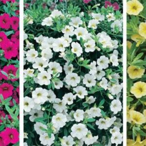 Calibrachoa Trailing Million Bells Petunia Mixed Colours Plug Plants Pack x12