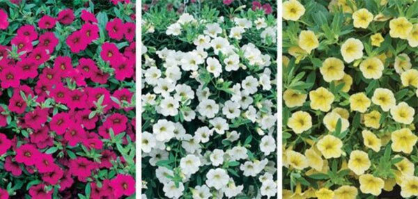 Calibrachoa Trailing Million Bells Petunia Mixed Colours Plug Plants Pack x12