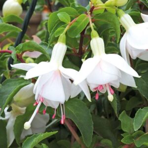 Fuchsia Semi Trailing/Bush 'White-Gold' Summer Garden Plug Plants Pack x6