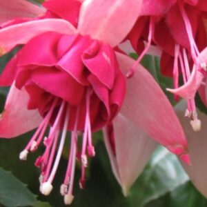 Fuchsia Trailing Giant 'Seventh Heaven' Summer Garden Plug Plants Pack x6