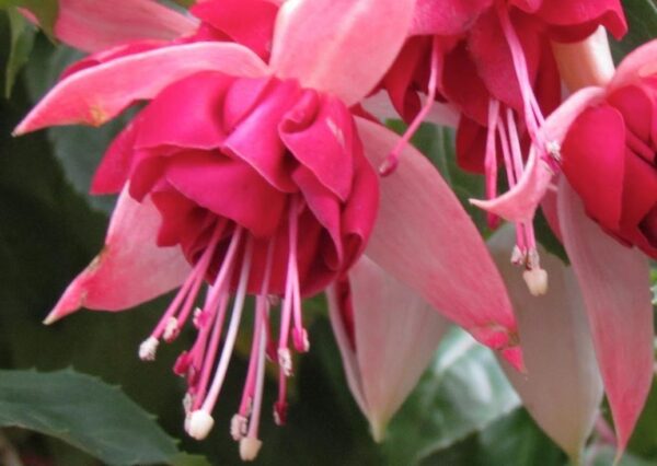 Fuchsia Trailing Giant 'Seventh Heaven' Summer Garden Plug Plants Pack x6