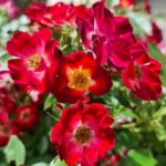 Rosa Everglow Ruby 9cm Pot Plants Pack x3 Patio Rose