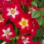 Rosa Everglow Ruby 9cm Pot Plants Pack x3 Patio Rose