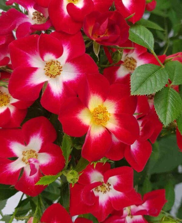 Rosa Everglow Ruby 9cm Pot Plants Pack x3 Patio Rose