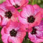 Hardy Geranium Cinereum Jolly Jewel Pink® 9cm Pot Plants Pack x3