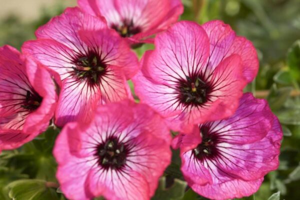 Hardy Geranium Cinereum Jolly Jewel Pink® 9cm Pot Plants Pack x3