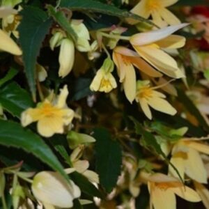 Begonia Boliviensis Bellavista® Lemon Trailing Plug Plants Pack x6