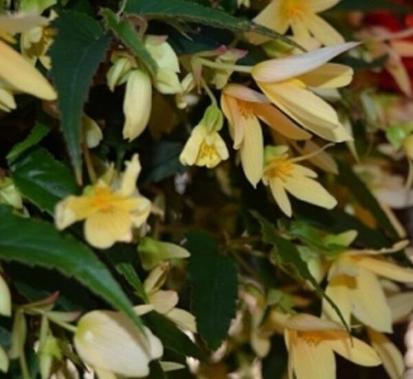 Begonia Boliviensis Bellavista® Lemon Trailing Plug Plants Pack x6