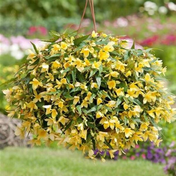 Begonia Boliviensis Bellavista® Lemon Trailing Plug Plants Pack x6