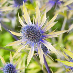 Eryngium Neptune's Gold 9cm Pot Plant Pack x3