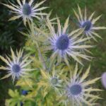 Eryngium Neptune's Gold 9cm Pot Plant Pack x3