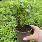 Eryngium Neptune's Gold 9cm Pot Plant Pack x3