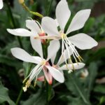 Gaura Gambit® 'White' Perennial 9cm Pot Plants Pack x3