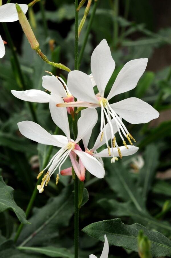 Gaura Gambit® 'White' Perennial 9cm Pot Plants Pack x3