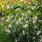 Gaura Gambit® 'White' Perennial 9cm Pot Plants Pack x3