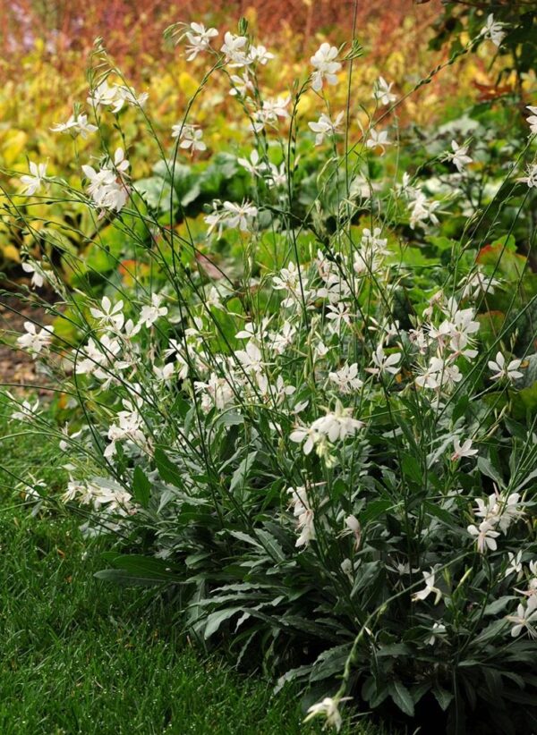 Gaura Gambit® 'White' Perennial 9cm Pot Plants Pack x3