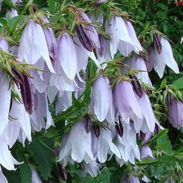 Campanula Country Bells Light Blue 9cm Pot Plants x3