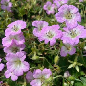 Hardy Geranium Yoshinio 'Confetti®' Pack x 3 Large Plug Plants