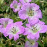 Hardy Geranium Yoshinio 'Confetti®' Pack x 3 Large Plug Plants