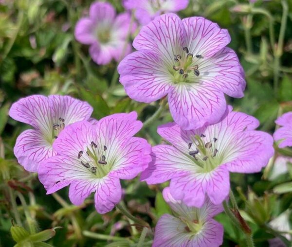 Hardy Geranium Yoshinio 'Confetti®' Pack x 3 Large Plug Plants