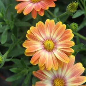 Osteospermum Trailing Erato® 'Basket 'Sunrise' Summer Plug Plants Pack x6