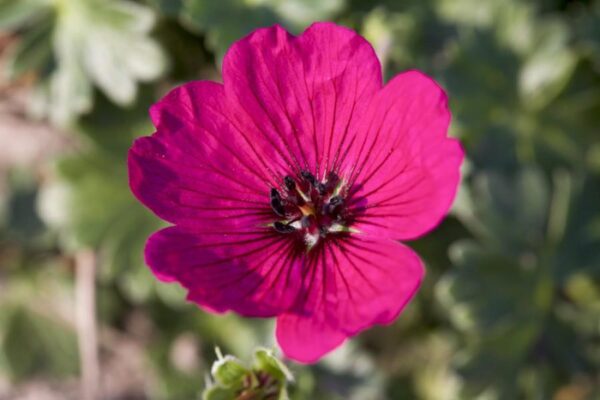 Hardy Geranium Cinereum Jolly Jewel Red® 9cm Pot Plants Pack x3