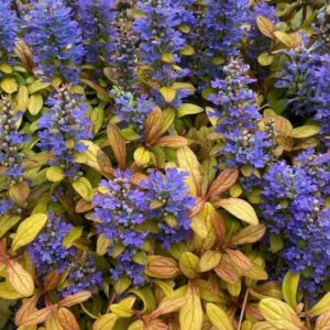 Ajuga Reptans Feathered Friends® Fancy Finch Pack x6 Plug Plants