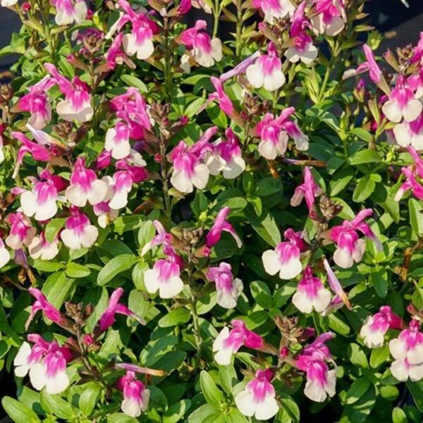 Salvia Greggii Mirage™ Rose Bi-colour' Perennial Plug Plants Pack x6