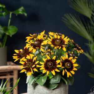 Rudbeckia ‘Rudy Mini Yellow Black’ Plug Plants Pack x6