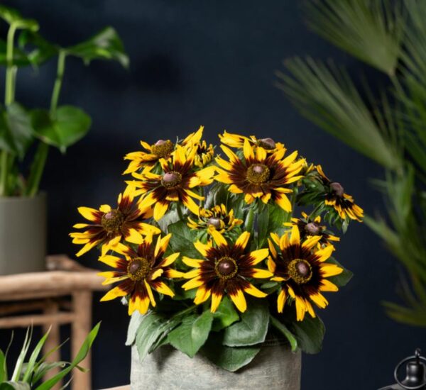 Rudbeckia ‘Rudy Mini Yellow Black’ Plug Plants Pack x6