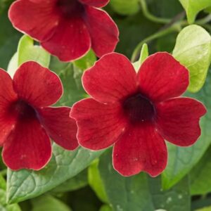 Thunbergia Alata Sunny Susy® Cherry Plug Plant Pack x6