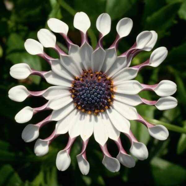 Osteospermum FlowerPower Spider White Plug Plants Pack x6