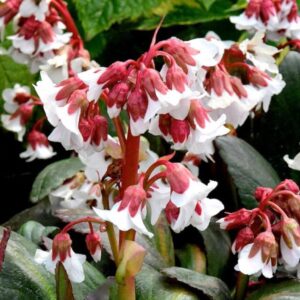 Bergenia Cordifolia Fire & Ice 9cm Pot Plants Pack x3
