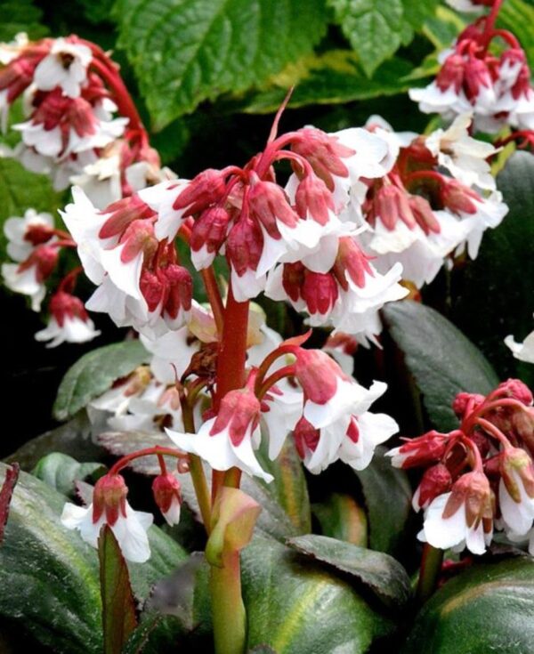 Bergenia Cordifolia Fire & Ice 9cm Pot Plants Pack x3