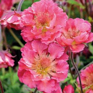 Geum ‘Pink Petticoats’ Perennial 9cm Pot Plants Pack x3