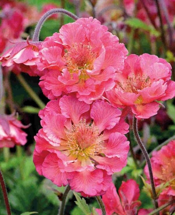 Geum ‘Pink Petticoats’ Perennial 9cm Pot Plants Pack x3