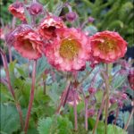 Geum ‘Pink Petticoats’ Perennial 9cm Pot Plants Pack x3