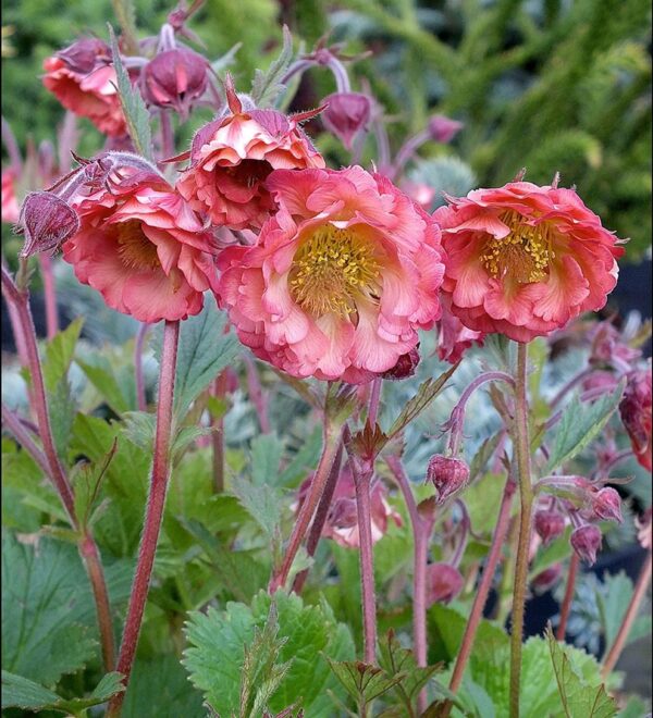 Geum ‘Pink Petticoats’ Perennial 9cm Pot Plants Pack x3
