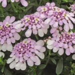 Iberis 'PINK ICE' Sempervirens 'Candytuft' Perennial Garden Plug Plants Pack x6