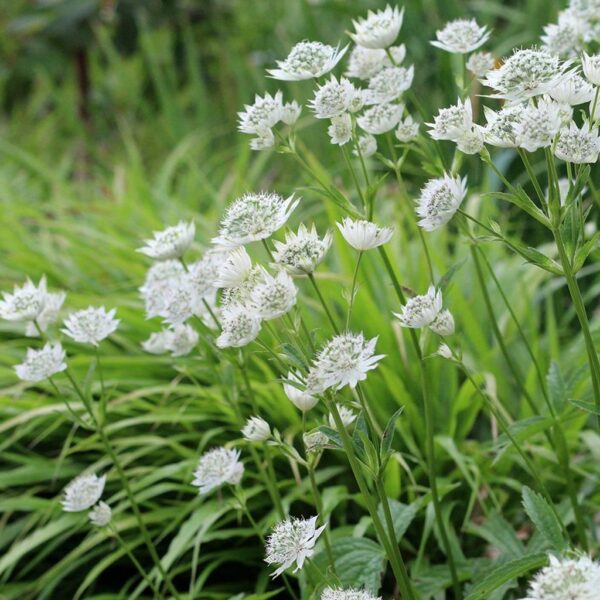 Astrantia 'Sparkling Star White' 9cm Pot Plants Pack x3