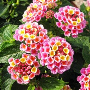 Lantana Evita® Pink Summer Colour Plug Plants Pack x6