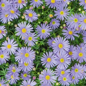 Brachyscombe Royal Blue Garden Basket Plug Plants Pack x6