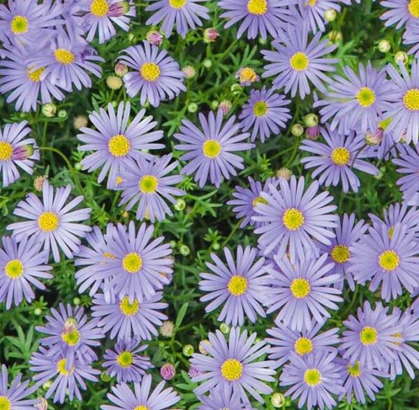 Brachyscombe Royal Blue Garden Basket Plug Plants Pack x6