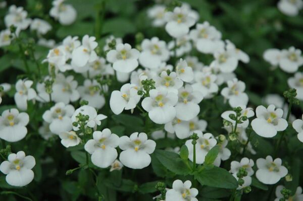 Pack x6 Diascia 'Juliet White' Hanging Basket / Garden Plug Plants